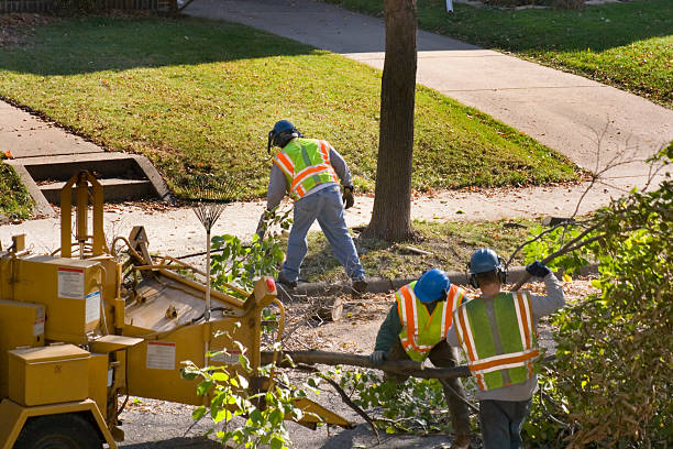 How Our Tree Care Process Works  in  Schertz, TX